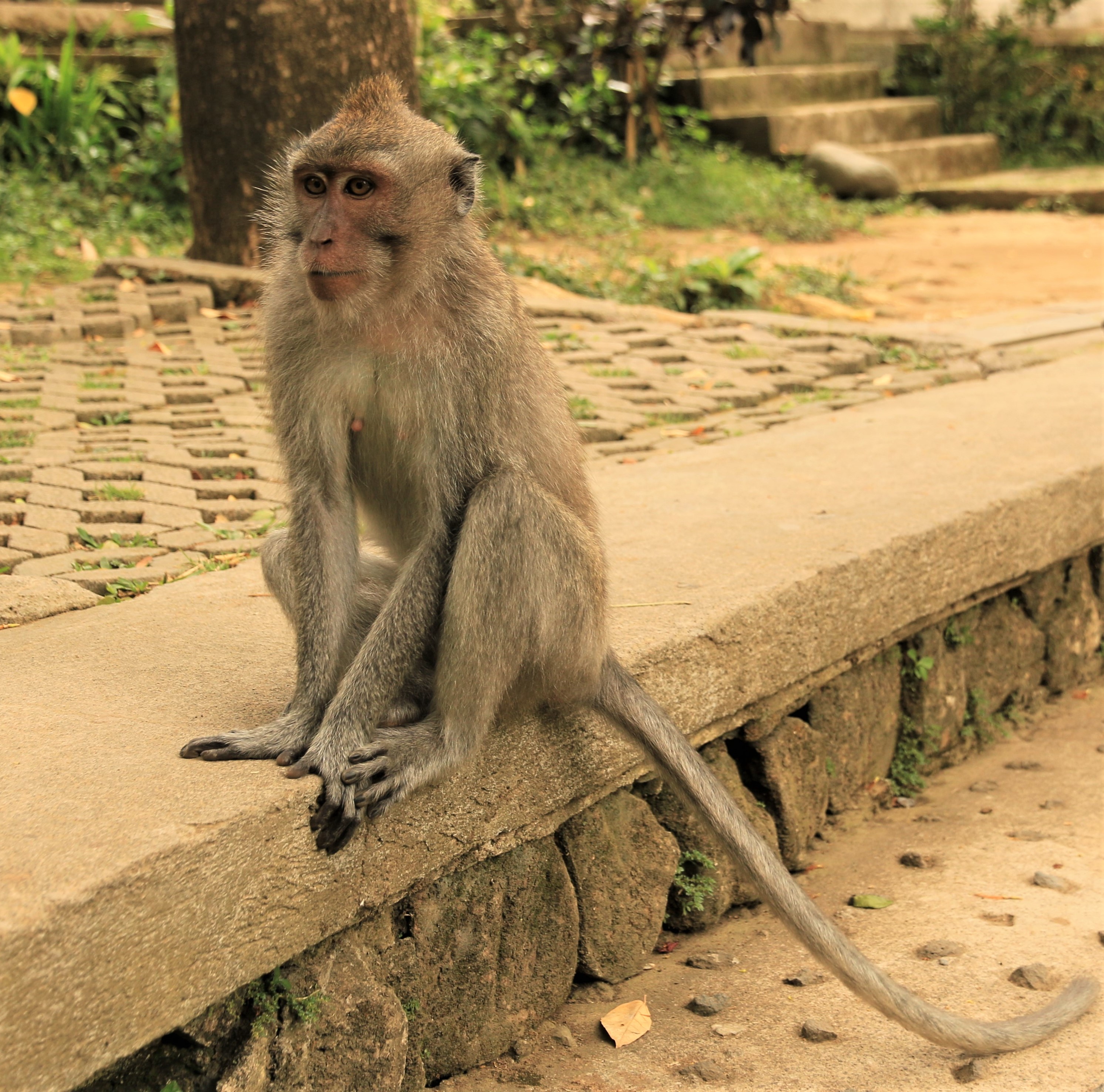 Ubud monkeys